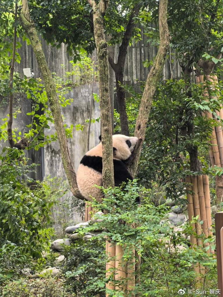 熊猫基地最新动态与成果展示