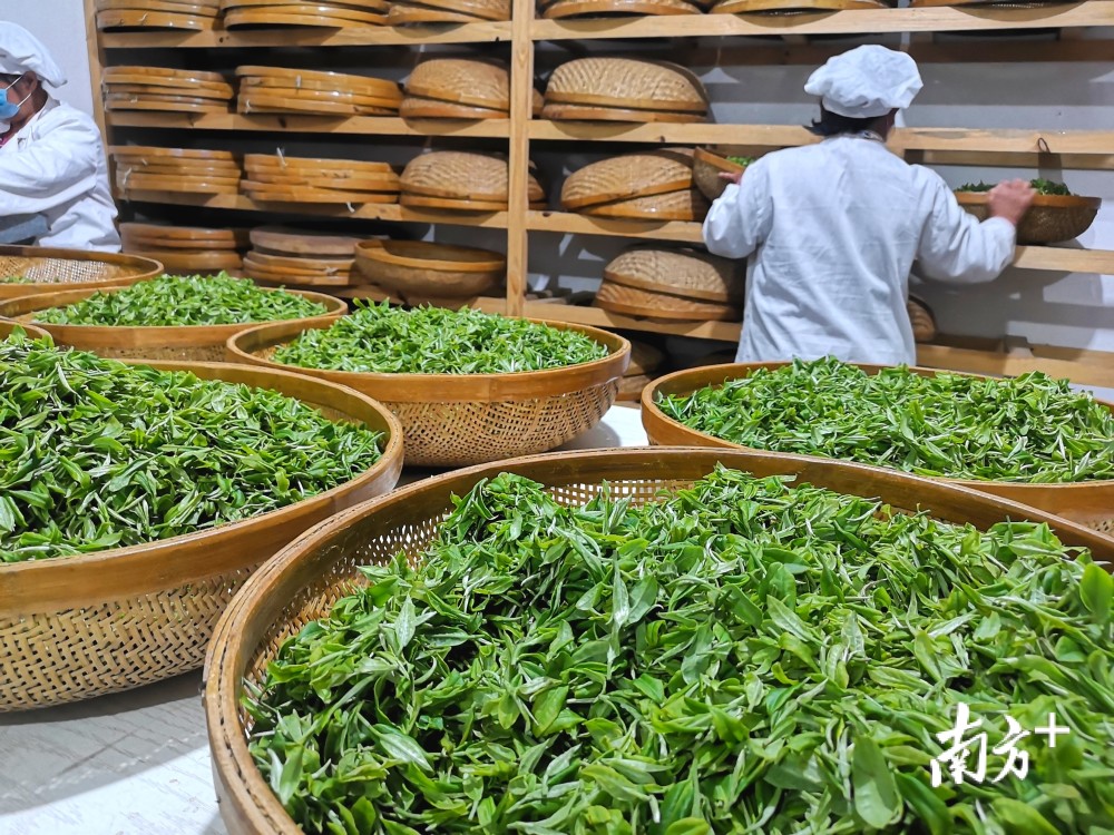 肇庆特色茶，品味独特韵味，传承千年文化之旅