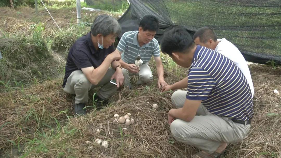 古田竹荪价格行情最新分析