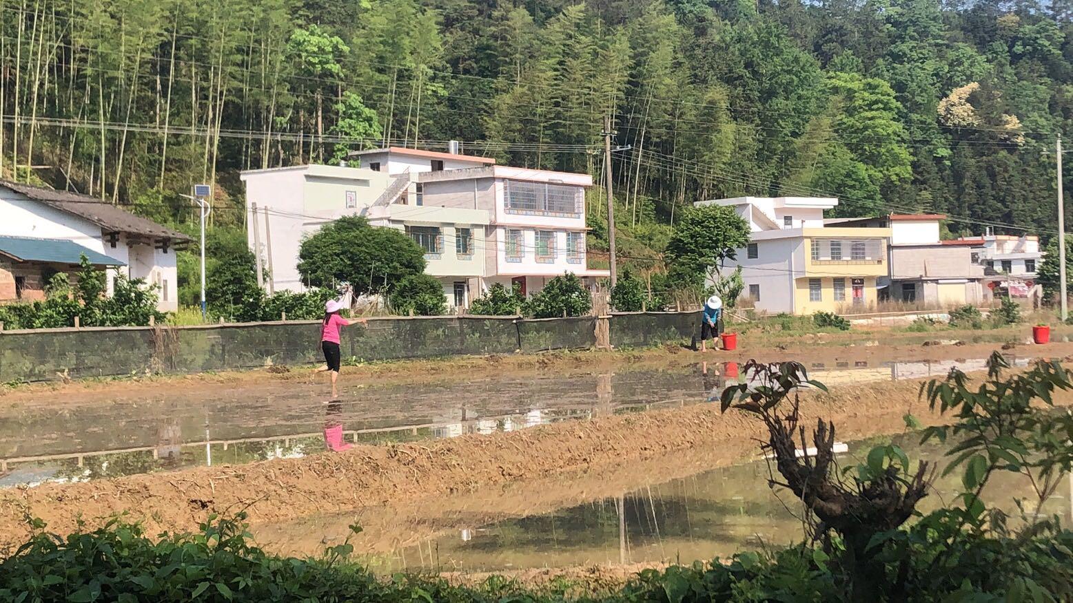 最新型水稻抛秧机技术革新及广阔应用前景