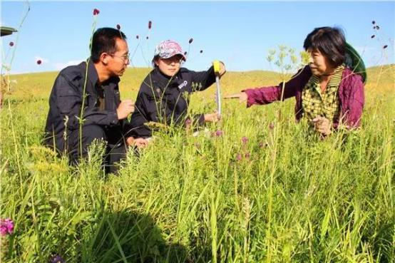 蒙草抗旱引领绿色革命，生态建设助力新篇章开启